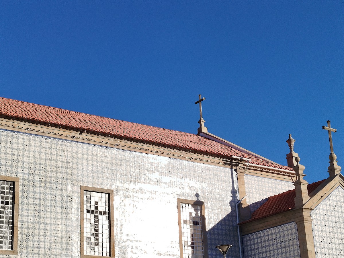 Eurasian Crag-Martin - ML645744733