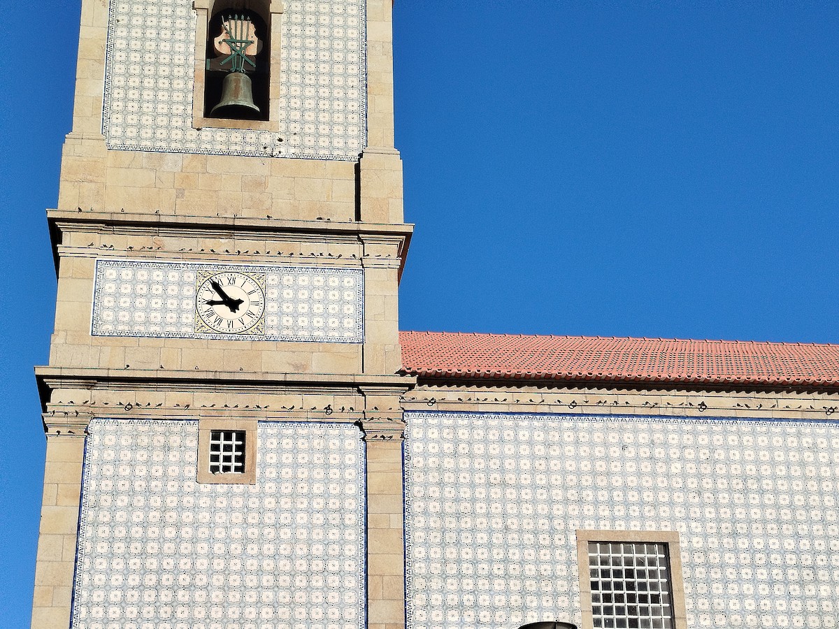 Eurasian Crag-Martin - ML645744734