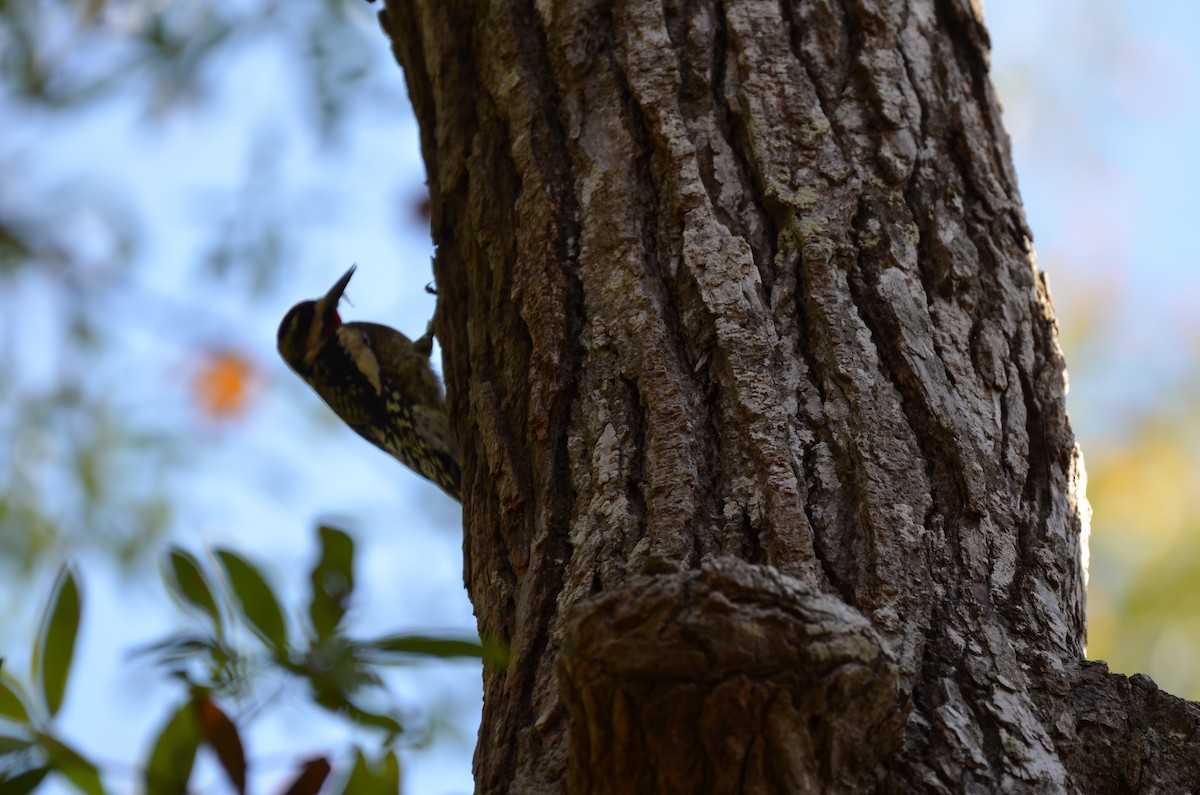 シルスイキツツキ - ML645744738