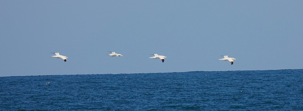 Northern Gannet - ML645744745