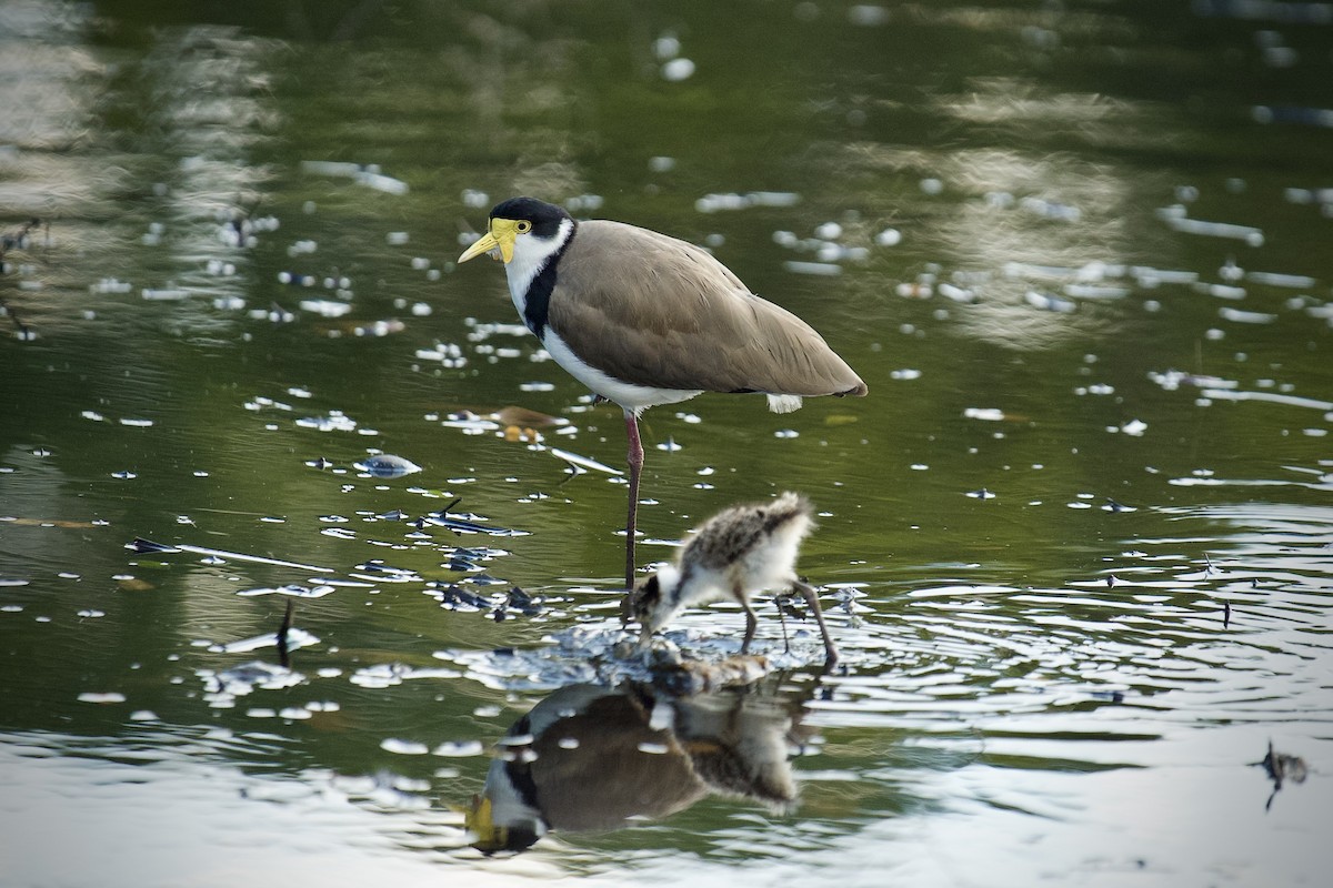 Hegabera maskaraduna - ML645744752