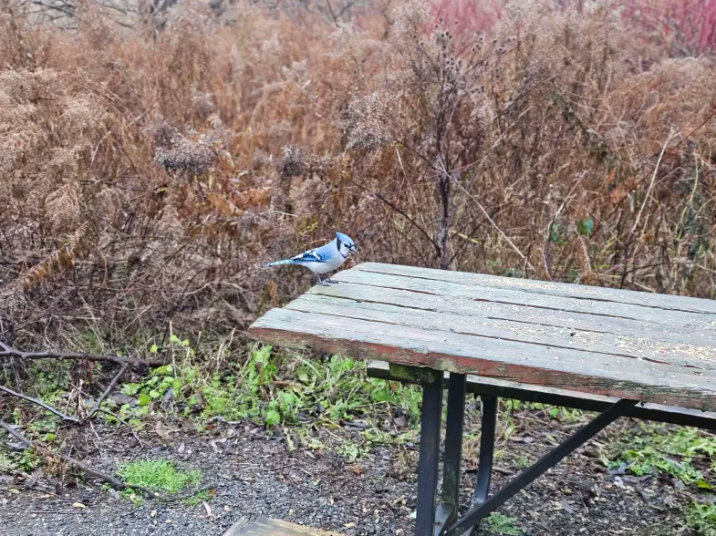 Blue Jay - ML645744770