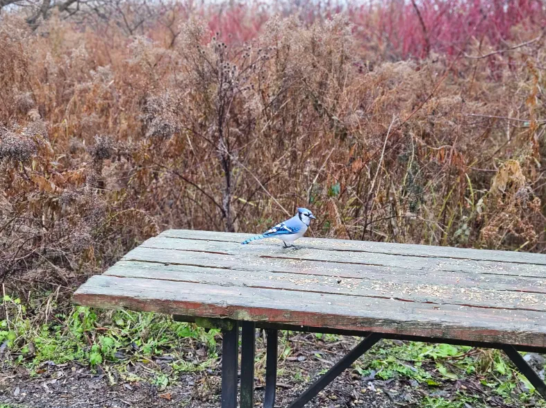 Blue Jay - ML645744771