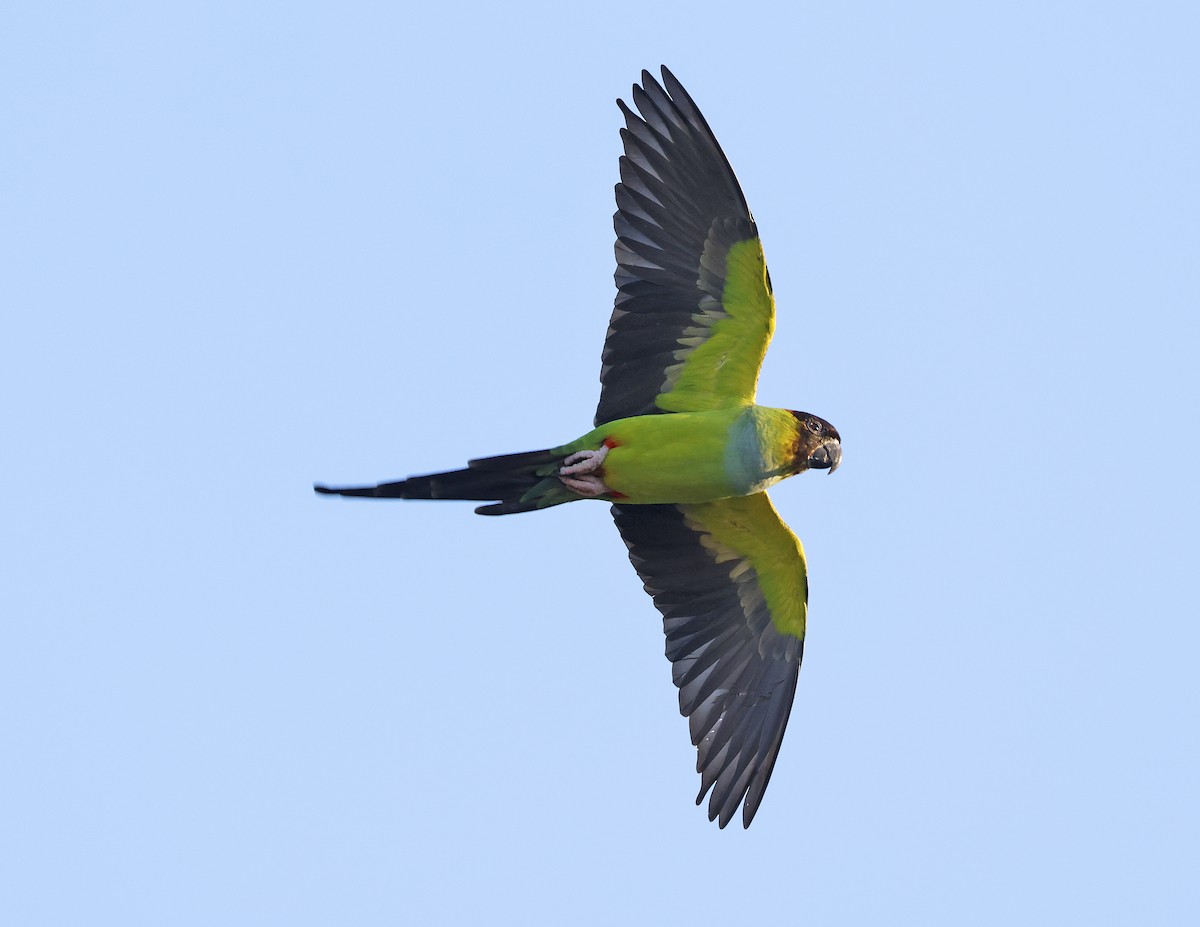 Nanday Parakeet - ML645744776