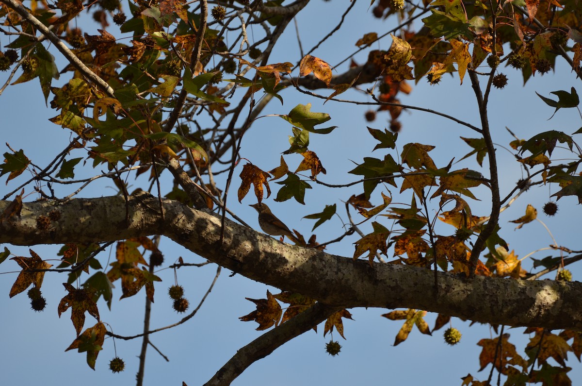 チャイロコツグミ - ML645744777