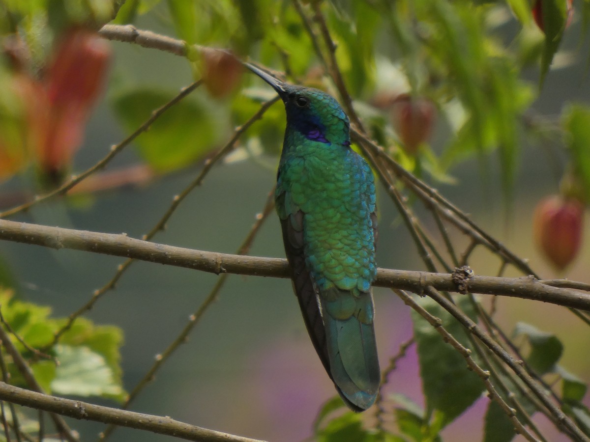 Lesser Violetear - ML645744778