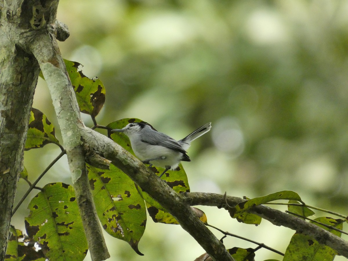 White-browed Gnatcatcher - ML645744782
