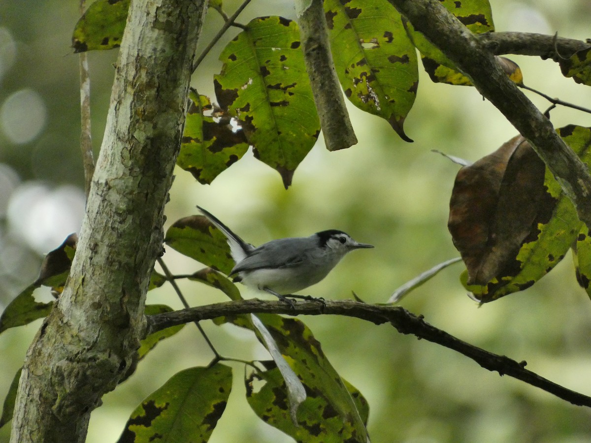 White-browed Gnatcatcher - ML645744783