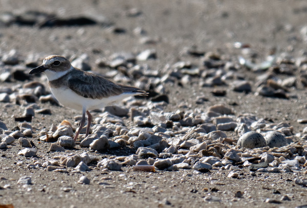 Wilson's Plover - ML645744788