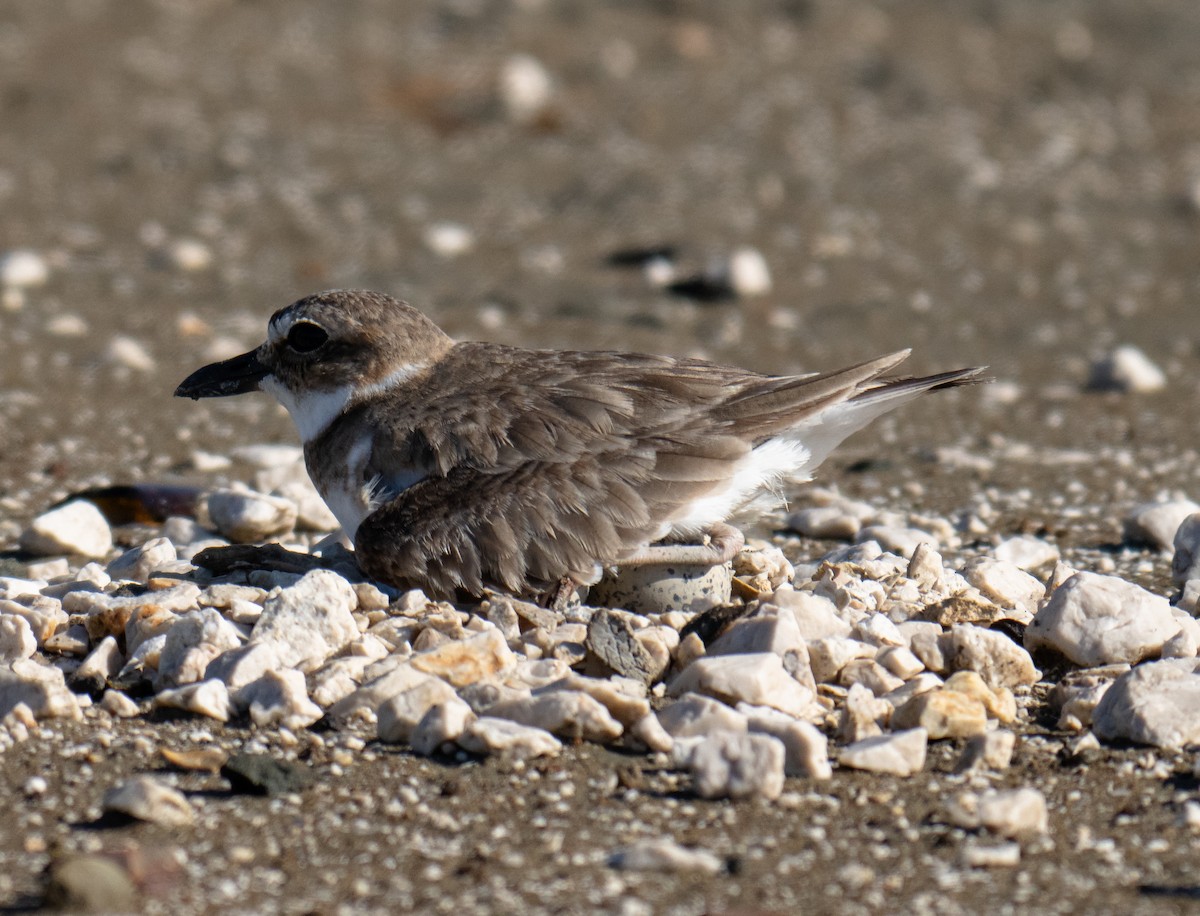 Wilson's Plover - ML645744789