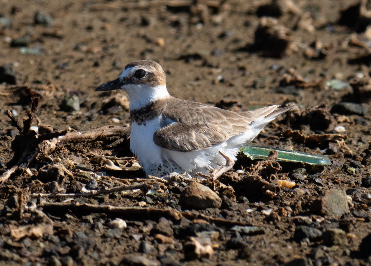 Wilson's Plover - ML645744790