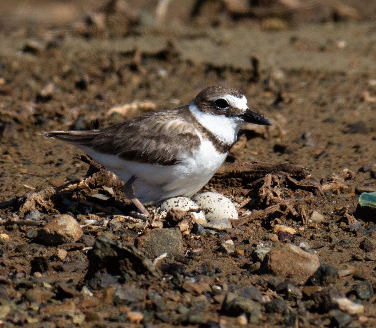 Wilson's Plover - ML645744791