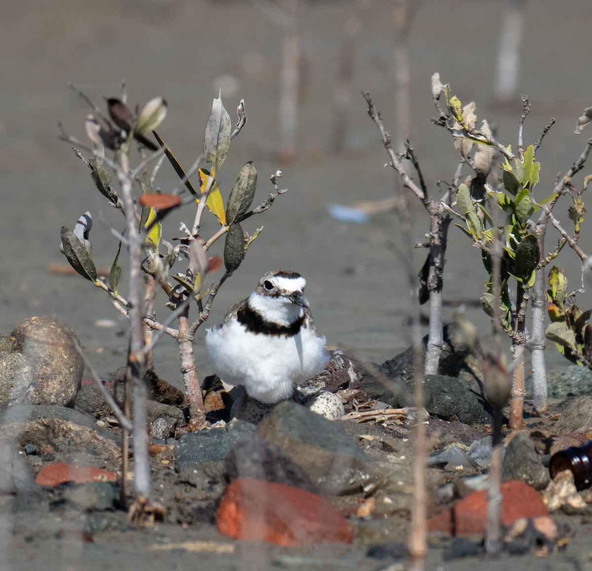Wilson's Plover - ML645744792
