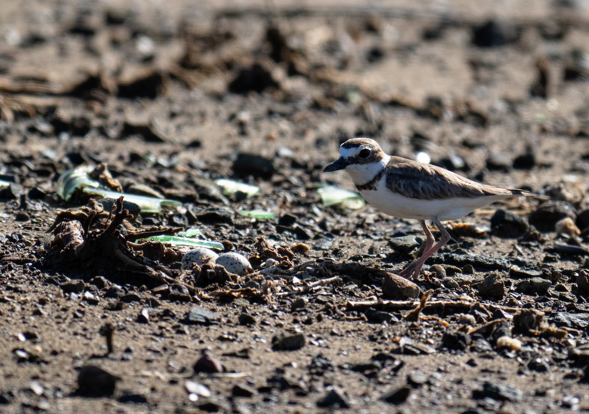 Wilson's Plover - ML645744794