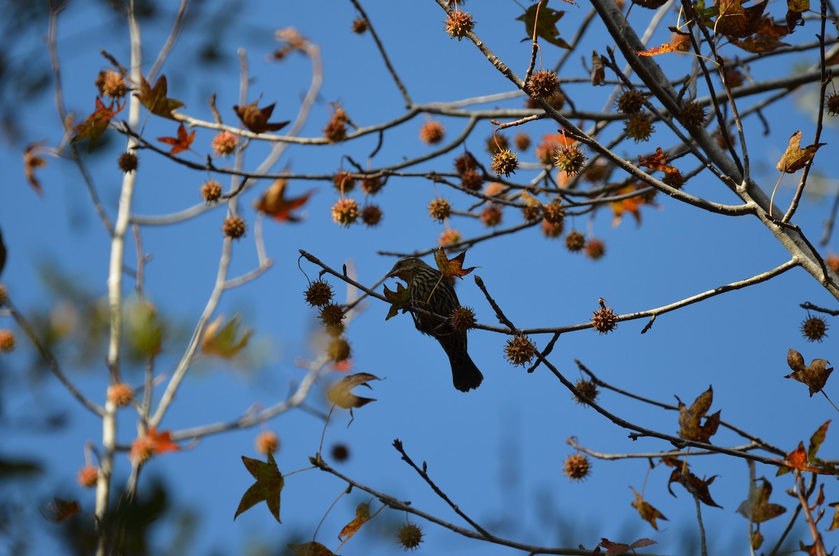 ハゴロモガラス - ML645744797