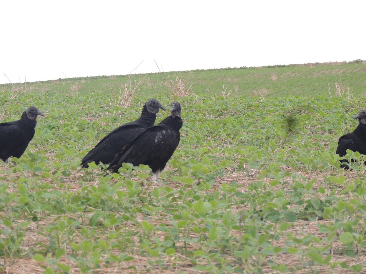 Black Vulture - ML645744814