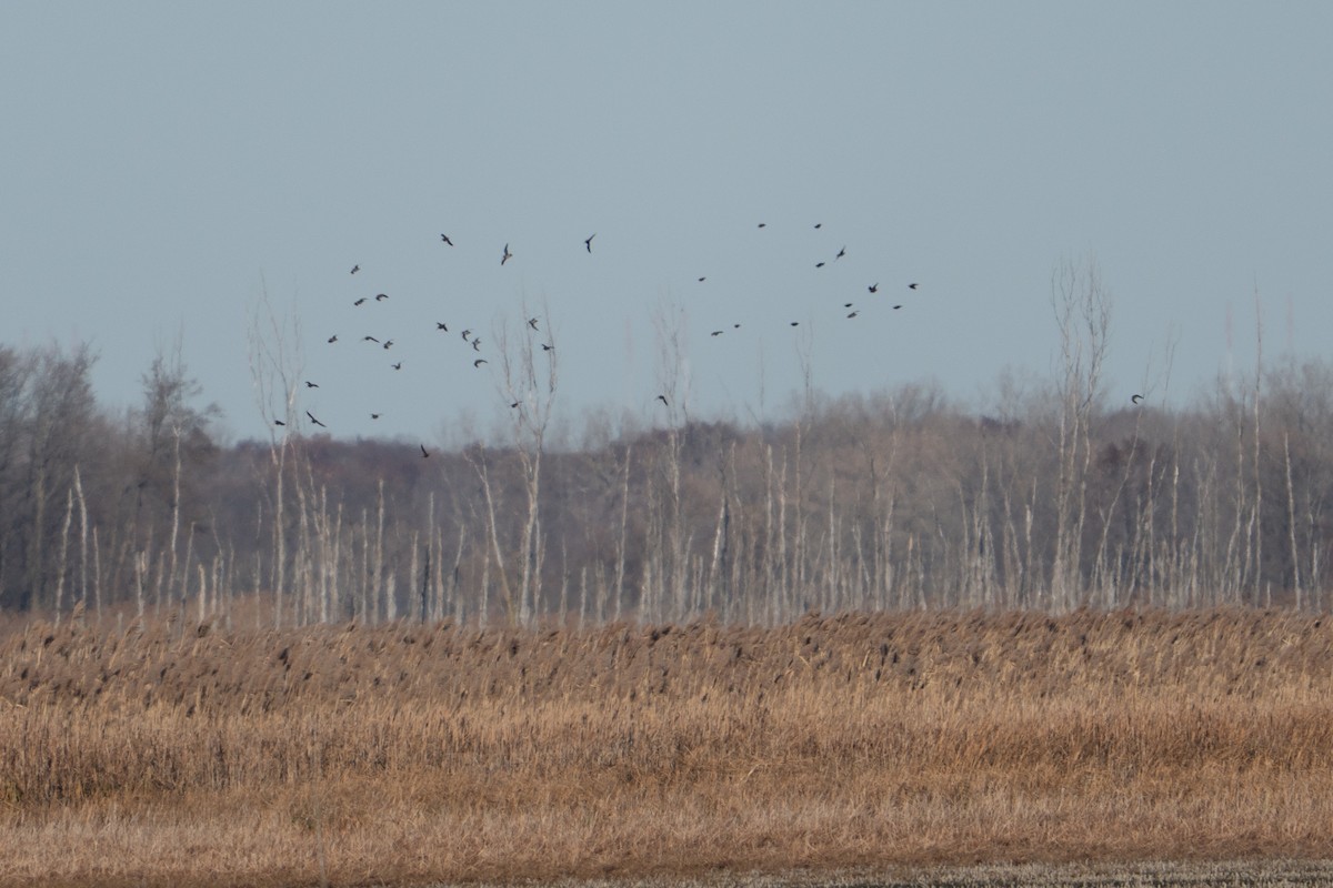Wilson's Snipe - ML645744826