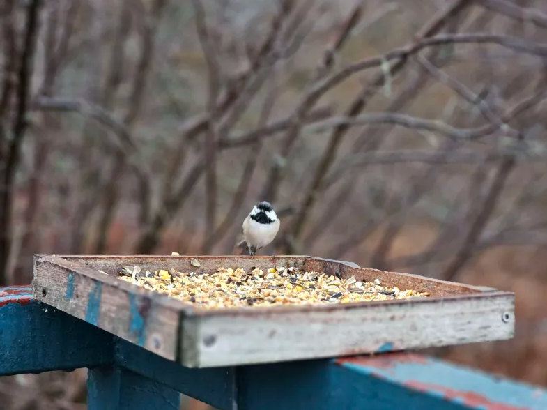 Black-capped Chickadee - ML645744832