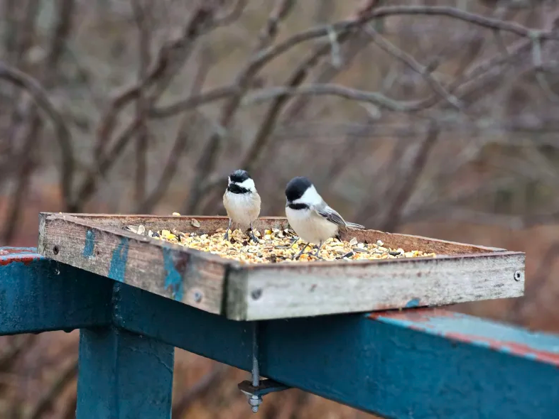 Black-capped Chickadee - ML645744833