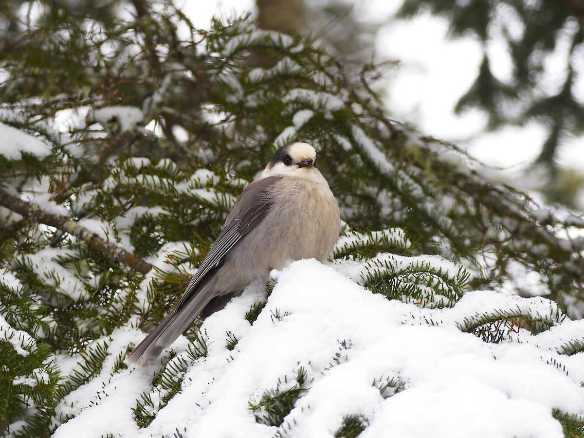 Canada Jay (Boreal) - ML645744834