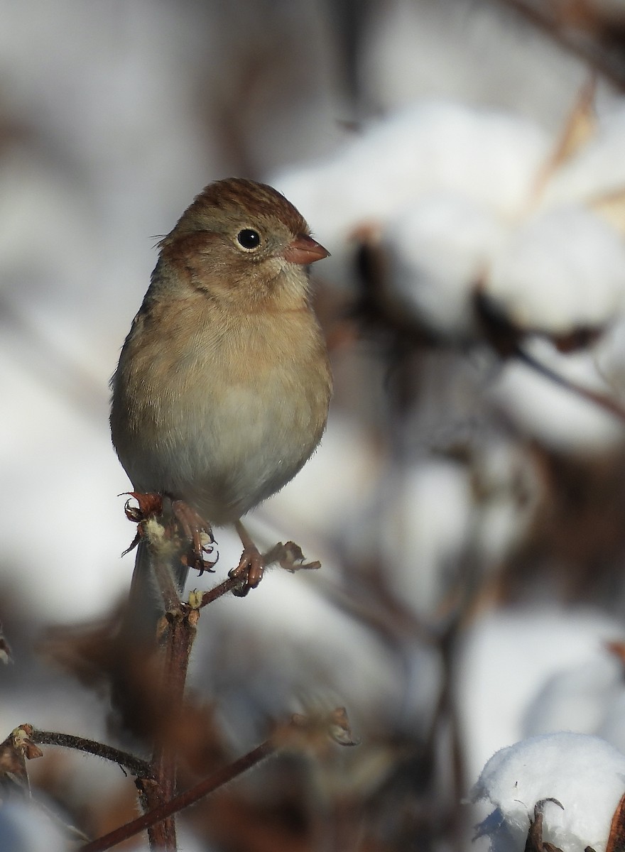 Field Sparrow - ML645744839
