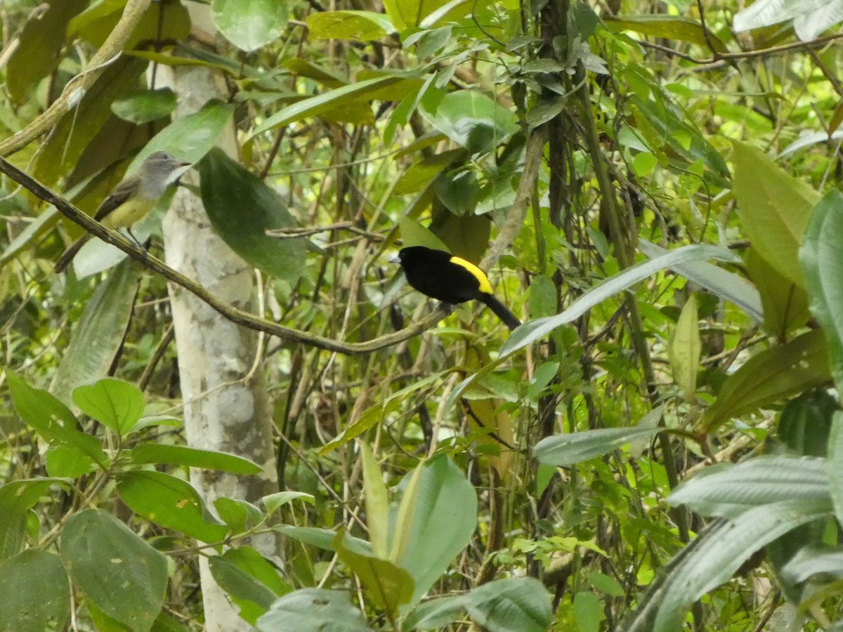 Flame-rumped Tanager - ML645744846
