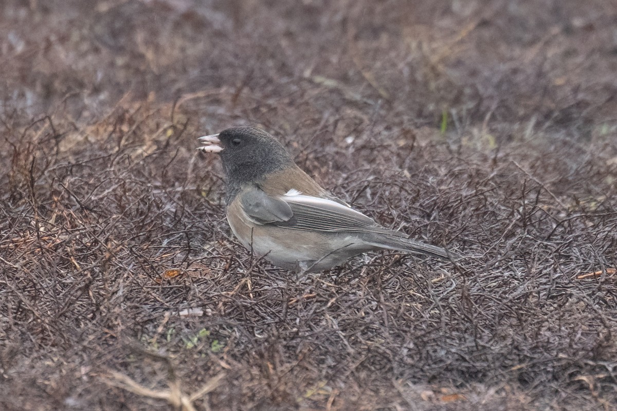 Dark-eyed Junco (Oregon) - ML645744852