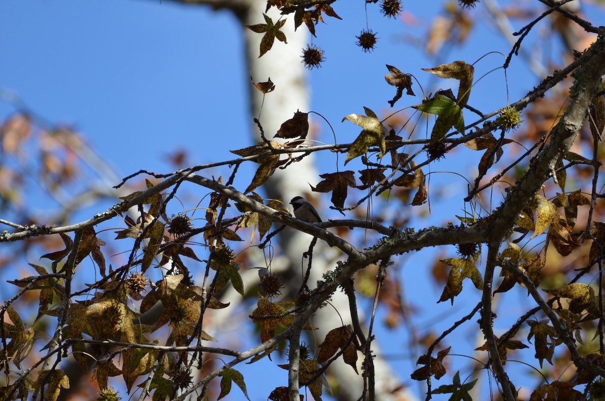 カロライナコガラ - ML645744853