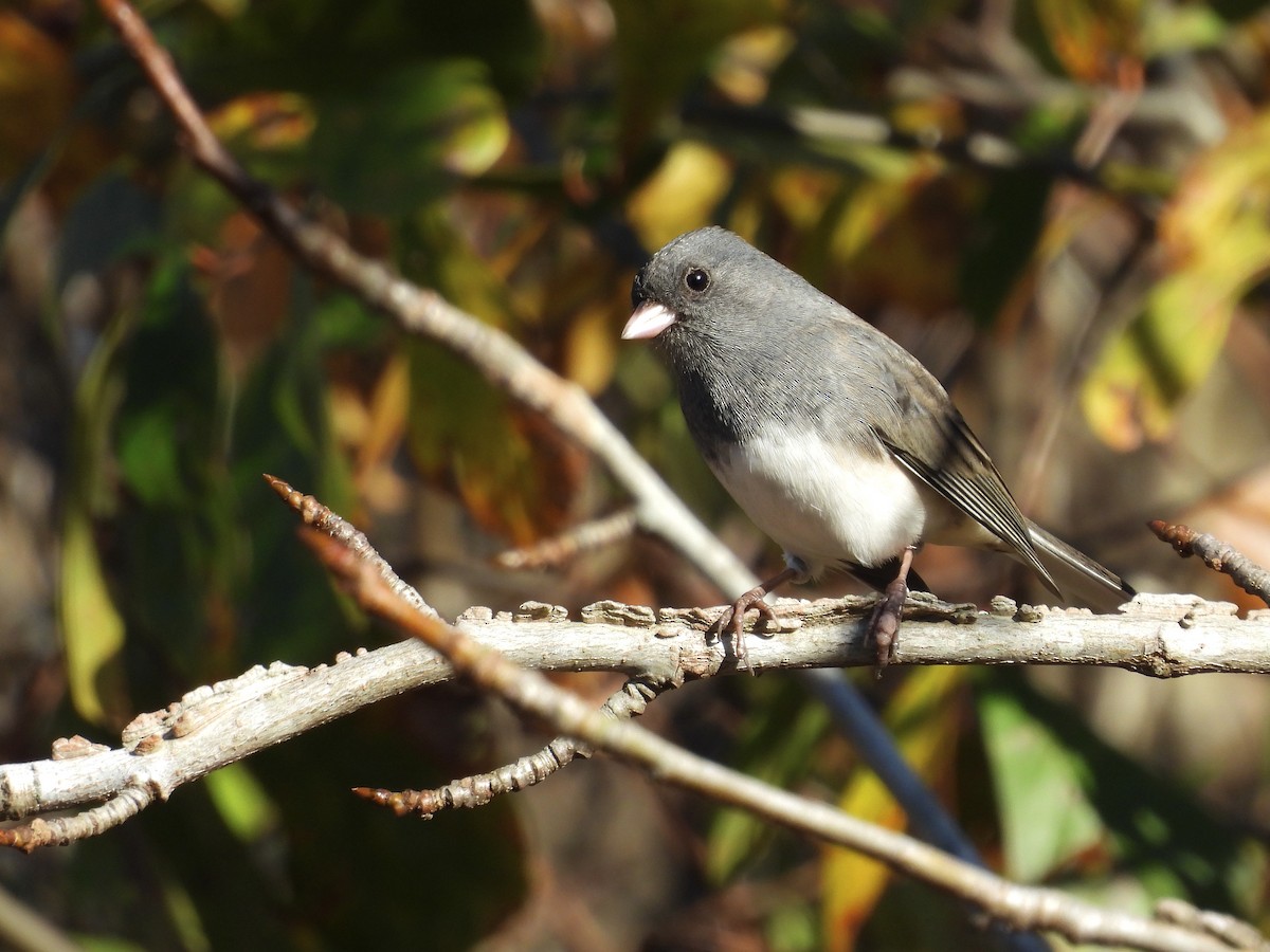 Dark-eyed Junco - ML645744857