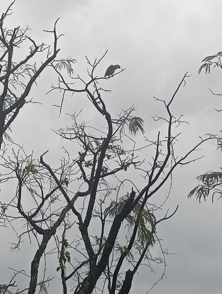 Yellow-faced Parrot - ML645744860