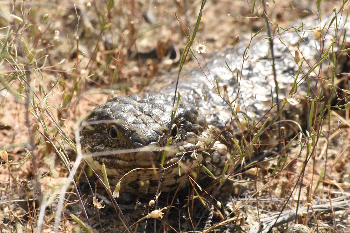 Reptiles - ML645744870