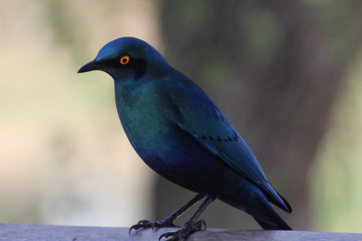 Greater Blue-eared Starling - ML645744873