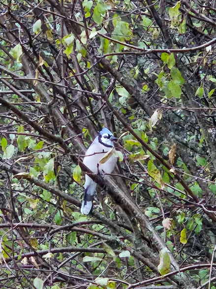 Blue Jay - ML645744878