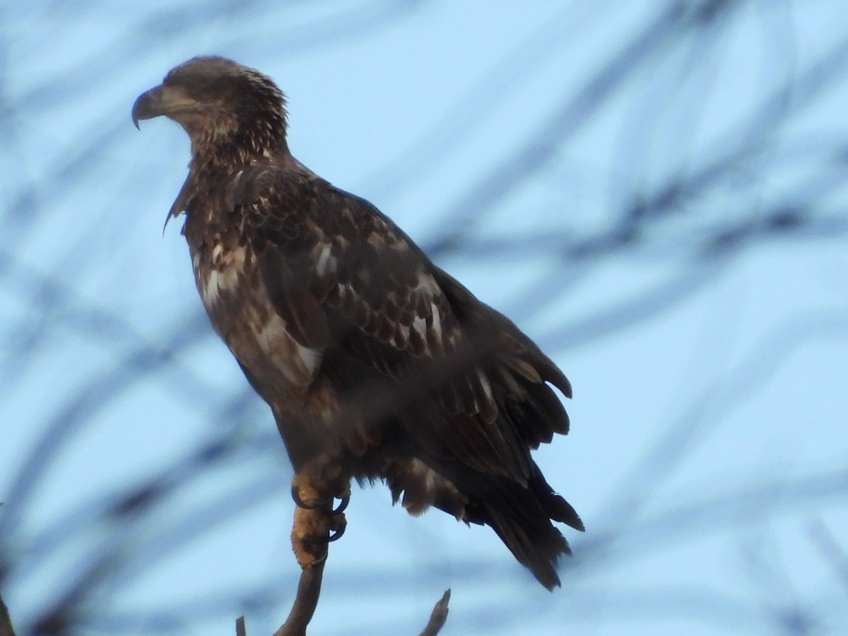 Pigargo Americano - ML645744879