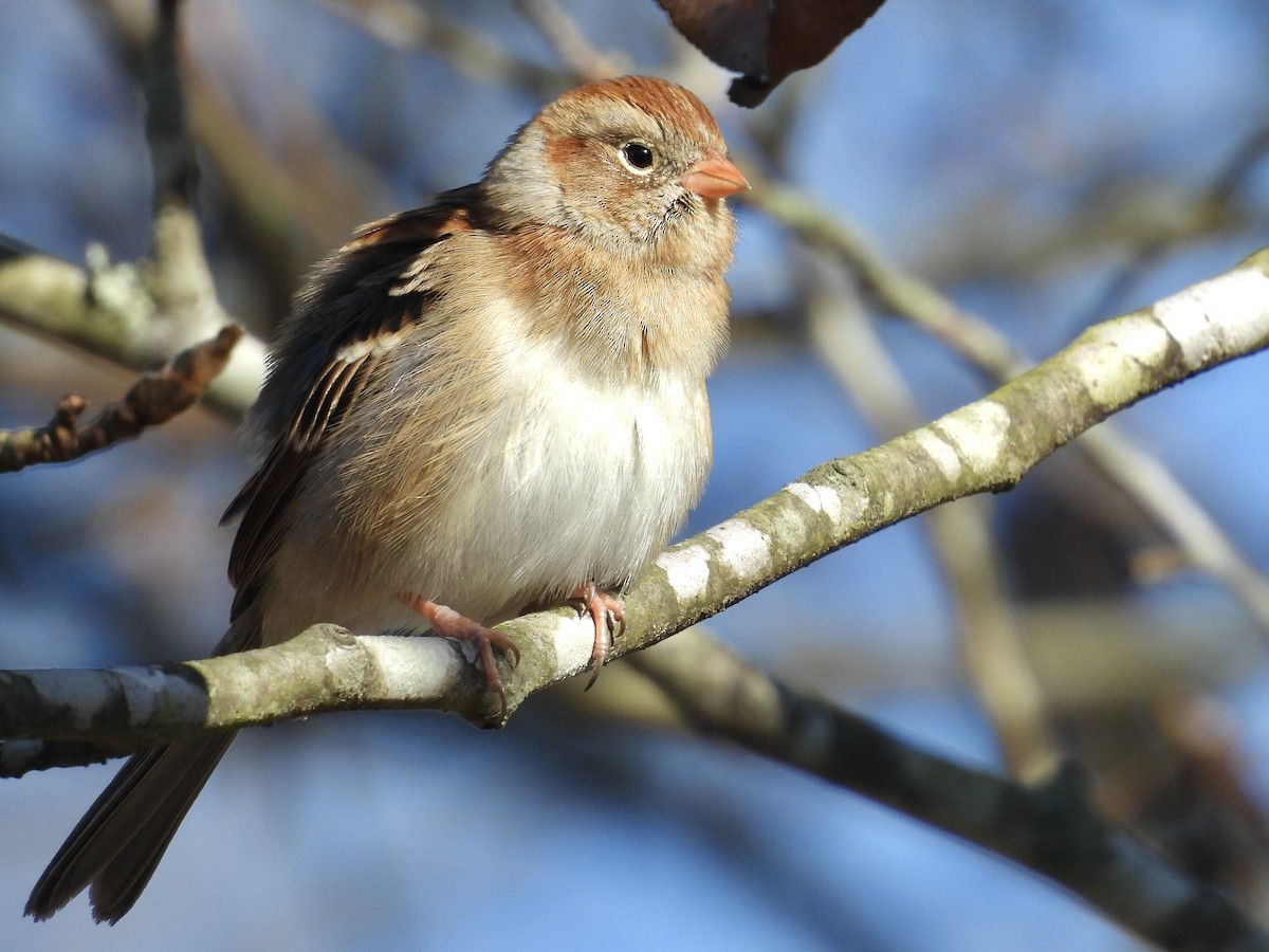 Field Sparrow - ML645744880