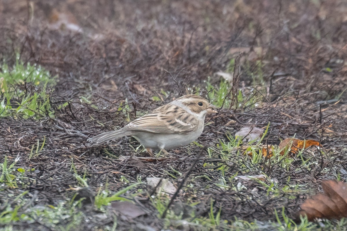 Clay-colored Sparrow - ML645744882