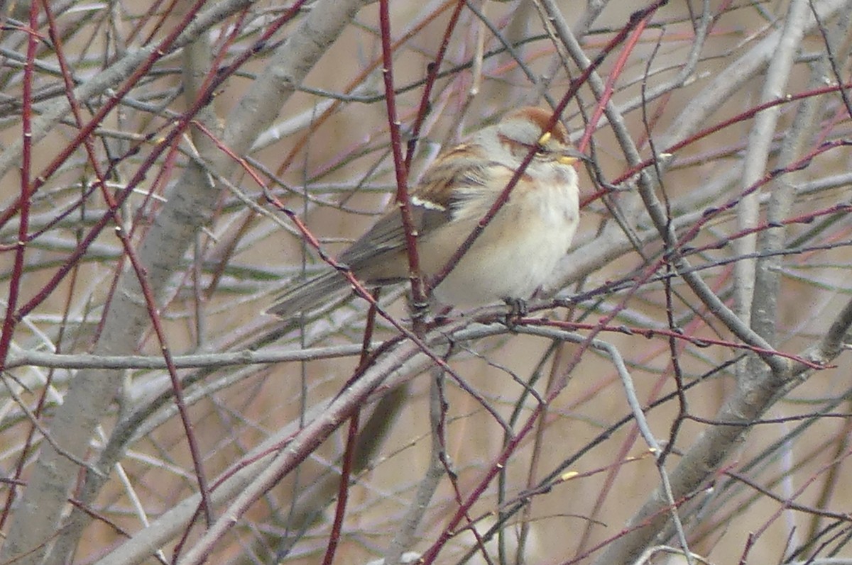 strnádka pokřovní - ML645744883