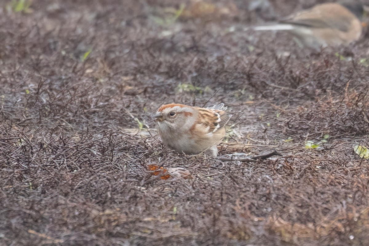 American Tree Sparrow - ML645744892