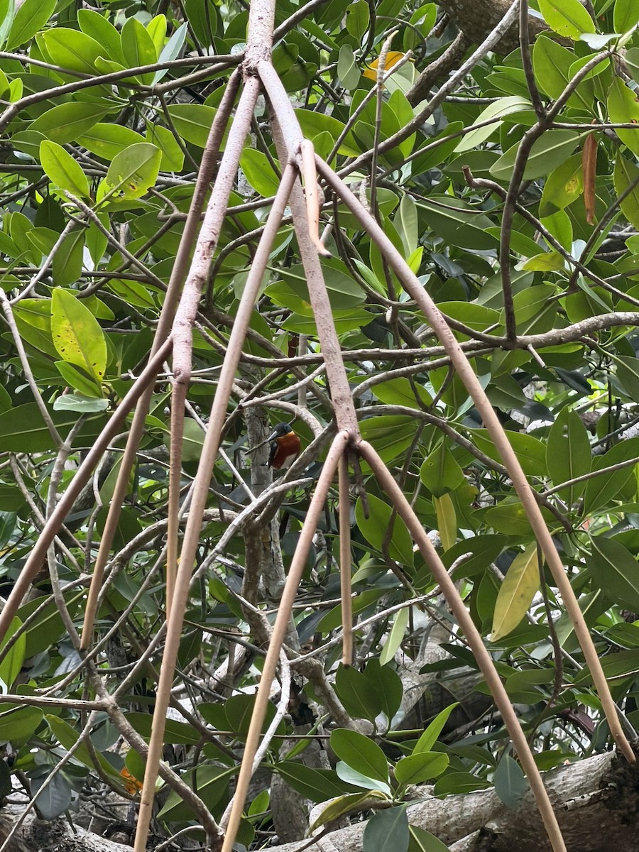 American Pygmy Kingfisher - ML645744895