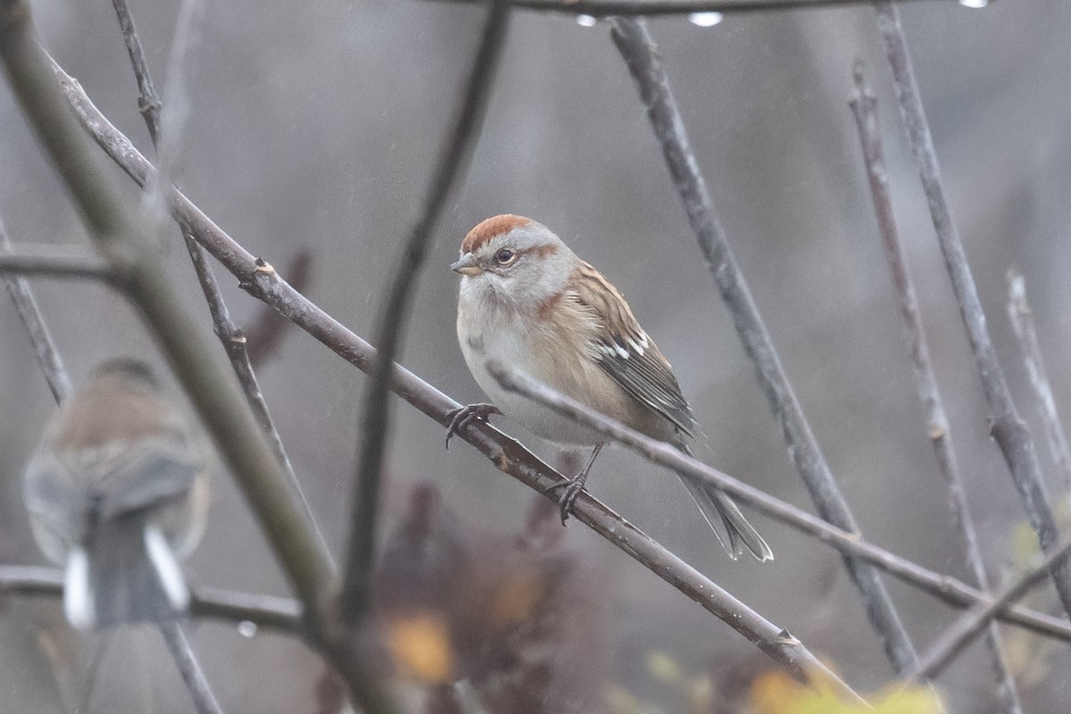 American Tree Sparrow - ML645744898
