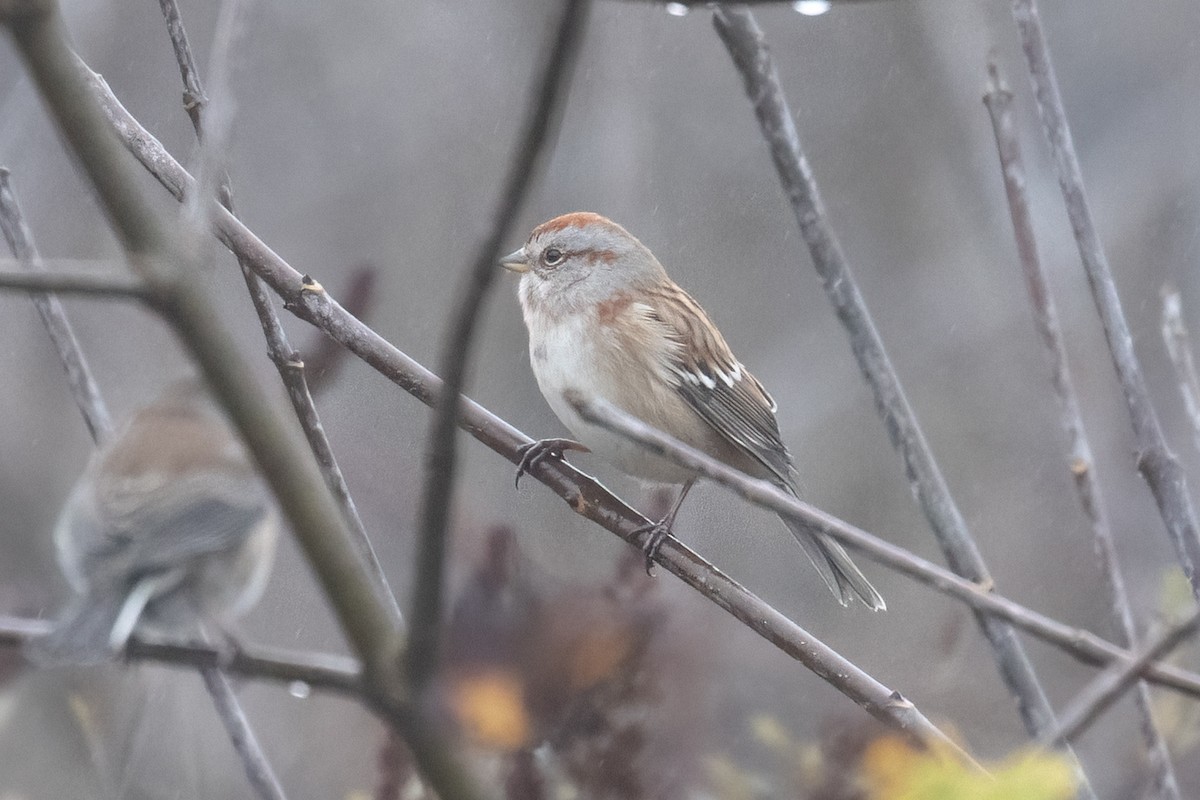 American Tree Sparrow - ML645744901