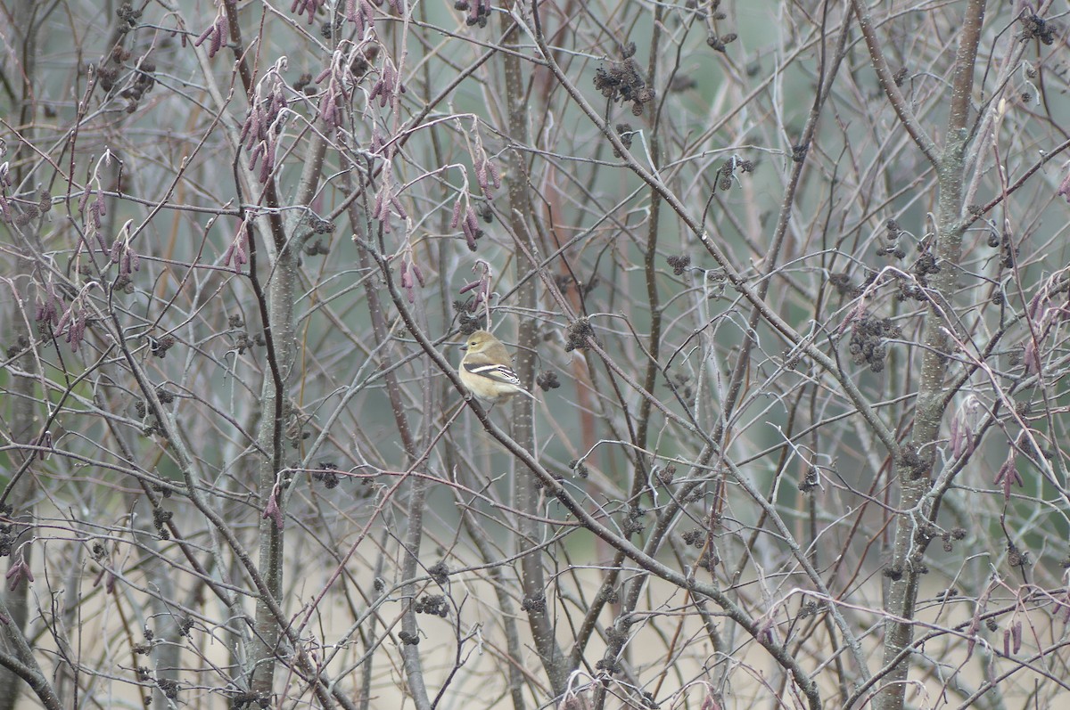 American Goldfinch - ML645744910