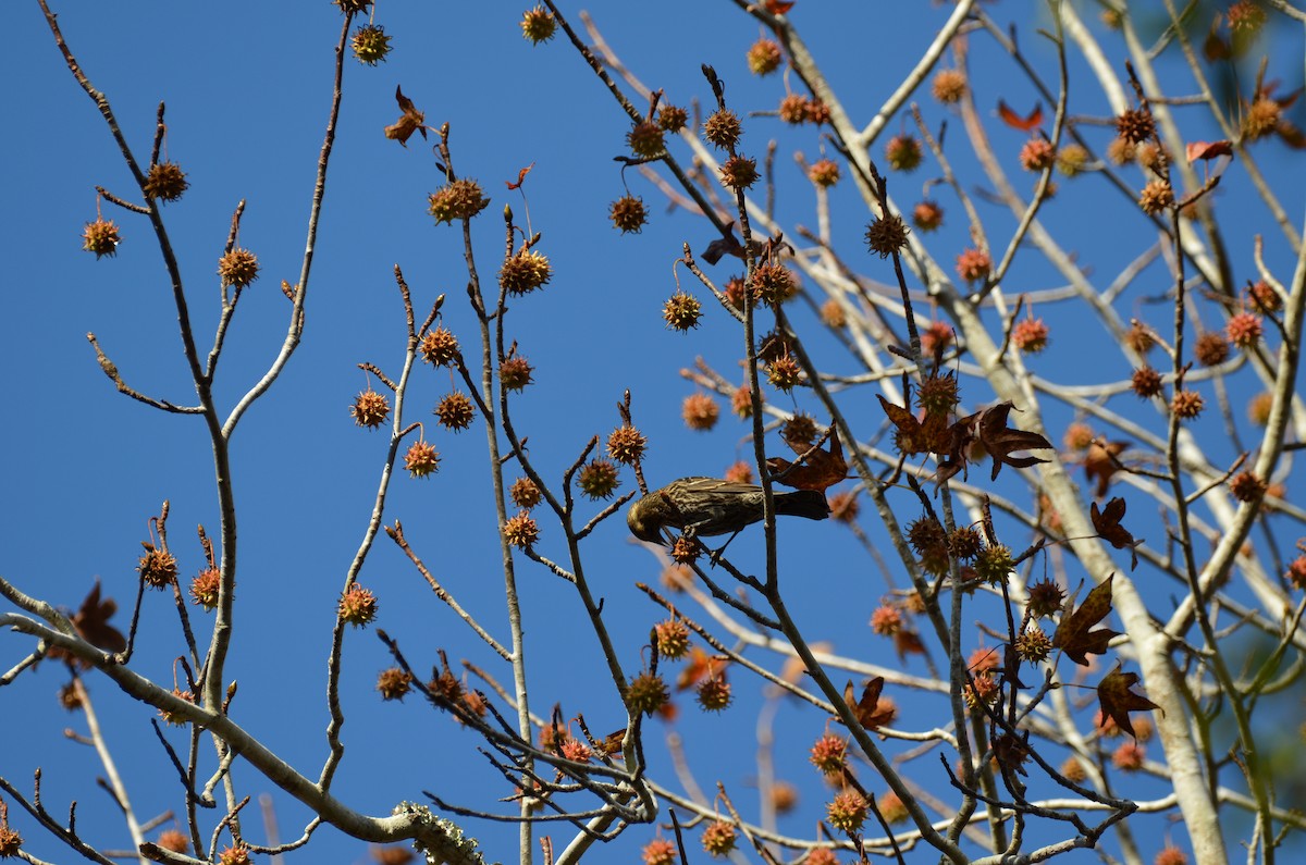 ハゴロモガラス - ML645744911