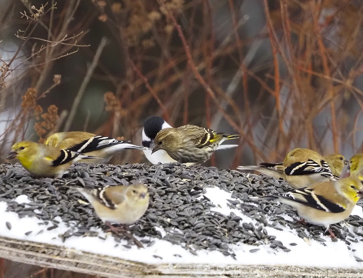 Pine Siskin - ML645744922