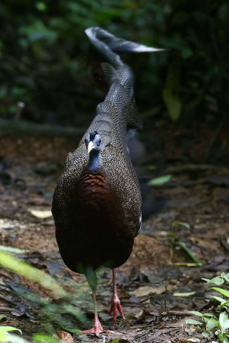 Great Argus - ML645744934