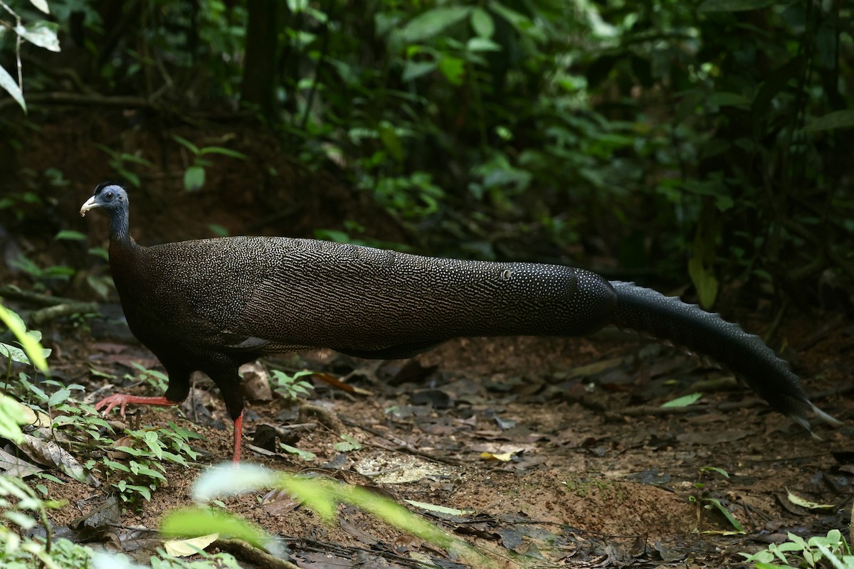 Great Argus - ML645744935