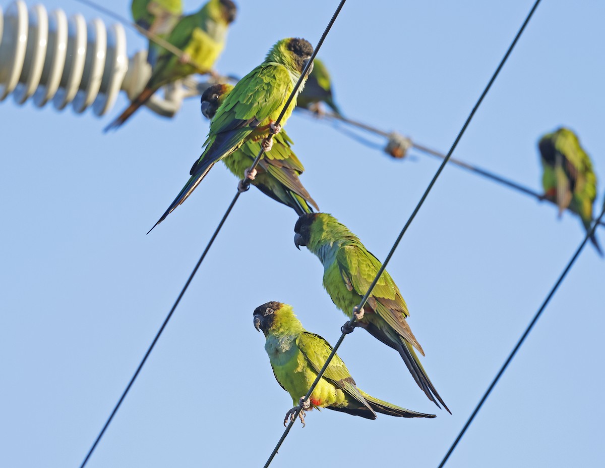 Nanday Parakeet - ML645744937