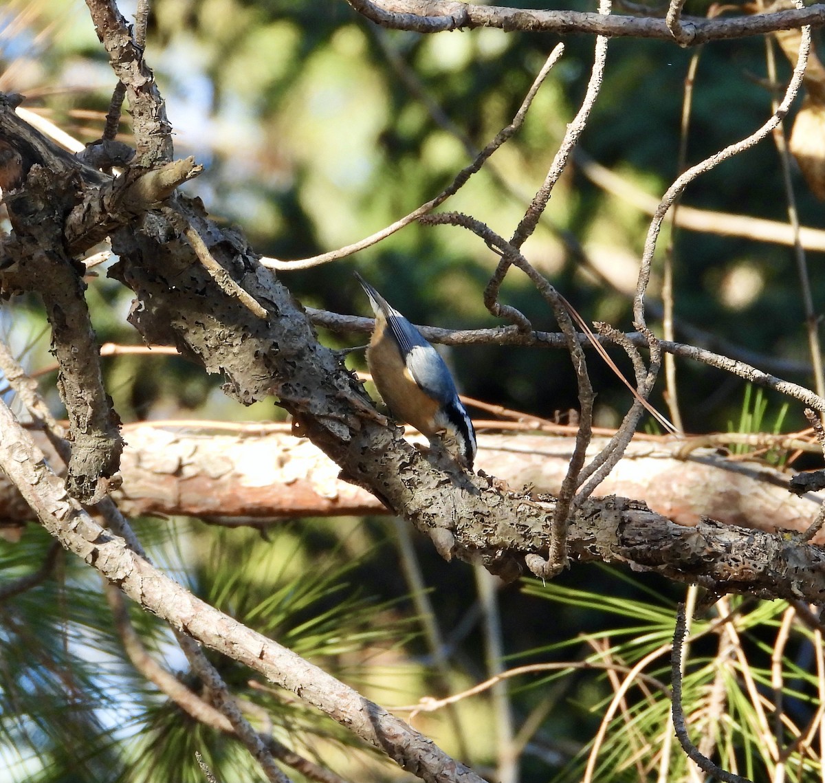 Trepador Canadiense - ML645744942