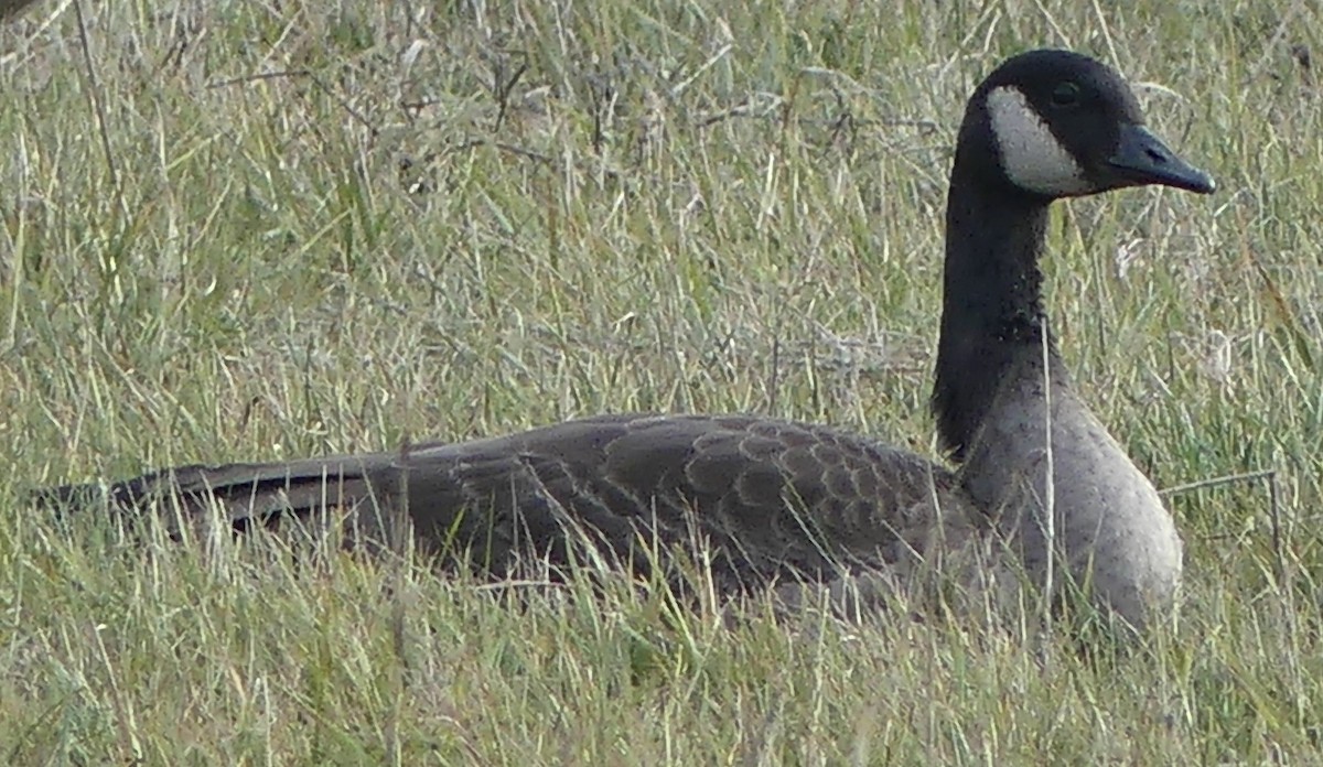 Canada Goose - ML645744944