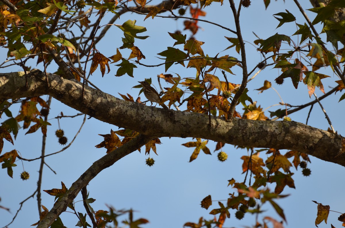 チャイロコツグミ - ML645744951